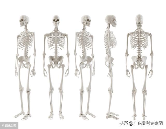 人体共有206块骨头,中国人却只有204块,少了两块去哪了?