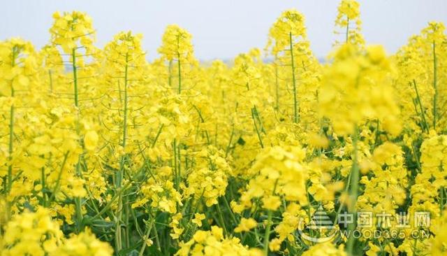 油菜花是什么意思油菜花是什么季节开的