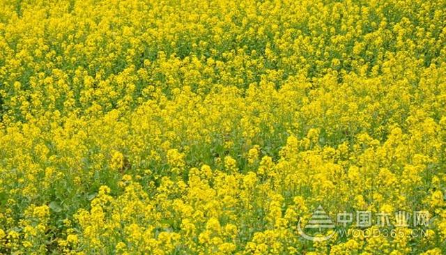 油菜花是什么意思油菜花是什么季节开的