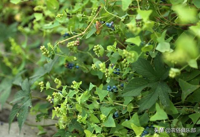 蛇最怕什么植物和花草农村怕屋里进蛇种这种花50米之内蛇都不敢来