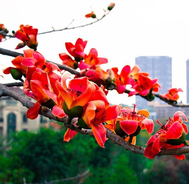 北京的市花是什么花中国的一线城市市花都是什么花