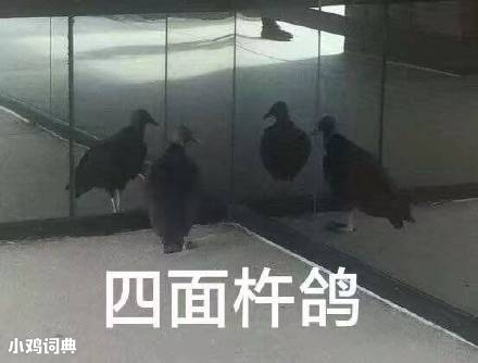 四面杵鸽什么意思什么梗这梗常用于形容鸽子也被放鸽子的一种情况