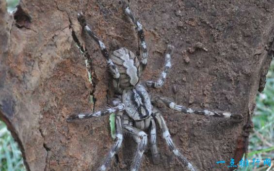 世界上最大的蜘蛛食鸟狼蛛腿长16厘米长有2厘米獠牙