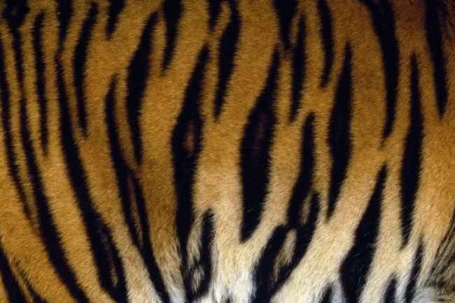 关于老虎的十大事实了解一下你所不知道的百兽之王