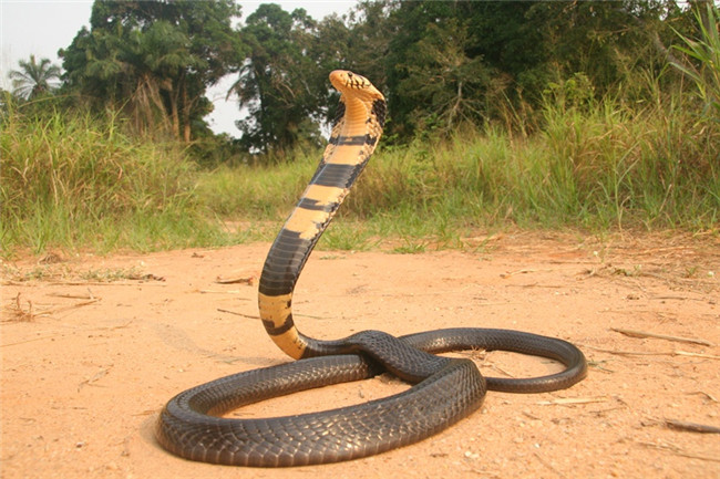 世界十大毒蛇排名印度眼镜蛇居然不是排第一