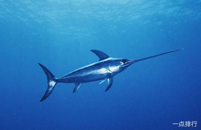 世界上最贵的十大海鲜蓝鳍金枪鱼一条要173600美元