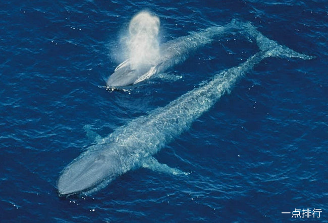 世界上最大的动物排行榜蓝鲸的心脏重600公斤