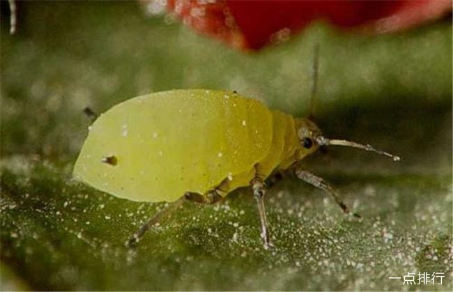 蚜虫很喜欢啃食柔软的叶子,并会通过无性繁殖排出至少80个小蚜虫,来