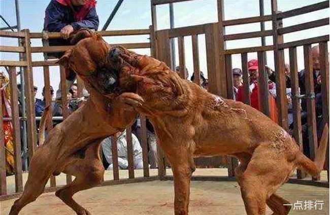 世界十大猎犬品种排名比特犬仅排第三