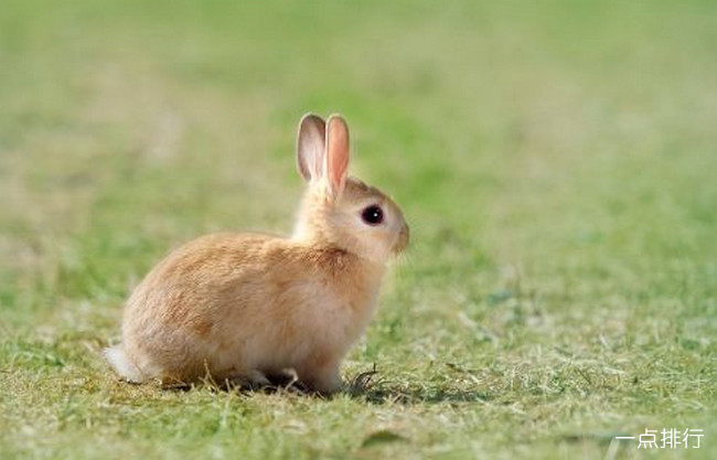十大兔子品种名贵排名最名贵的兔子排行榜