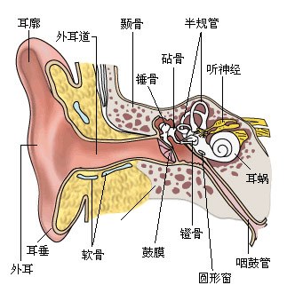 耳朵的结构图是什么样子的?