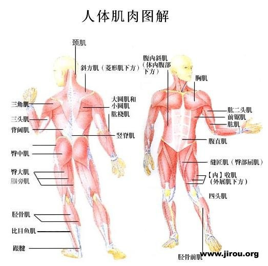 手臂肌肉名称