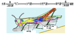 蝗虫的呼吸器官
