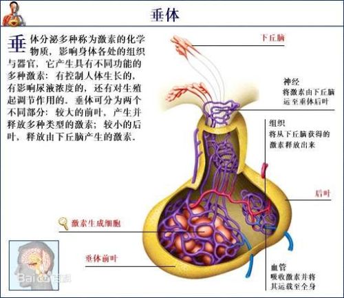 张晓一脑垂体的组成结构及其功能