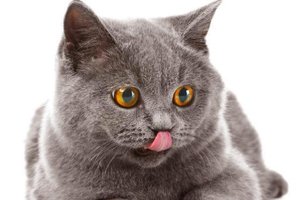 è��ʲô��ã���è�˱ؿ���è����ʳָ��