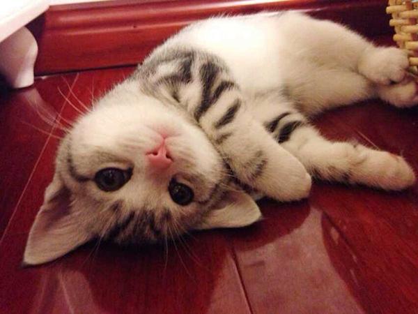 è��ʲô��ã���è�˱ؿ���è����ʳָ��