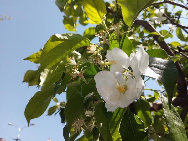 С����A1���� �ܷ�������˫��ʱ����