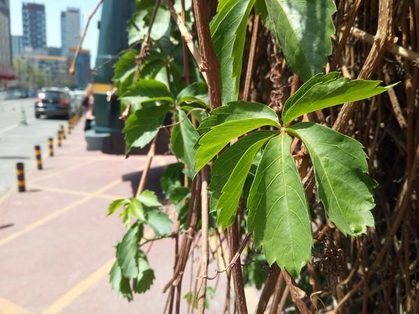 С����A1���� �ܷ�������˫��ʱ����