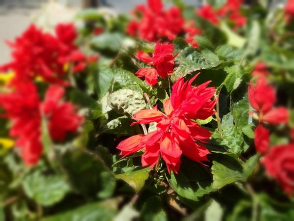 С����A1���� �ܷ�������˫��ʱ����