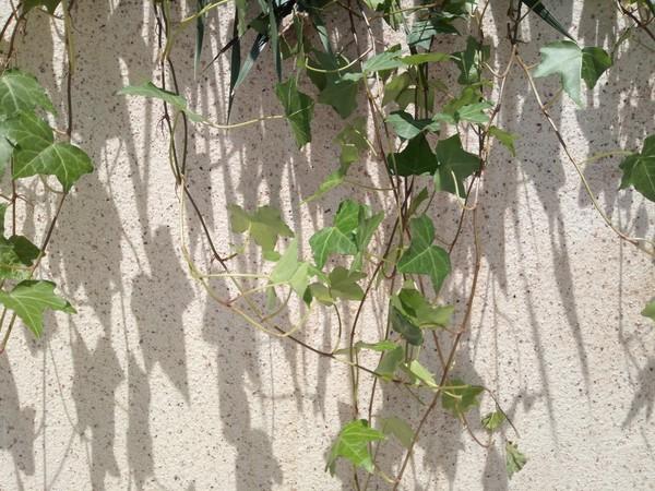 С����A1���� �ܷ�������˫��ʱ����