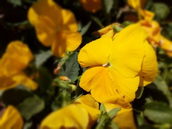 С����A1���� �ܷ�������˫��ʱ����