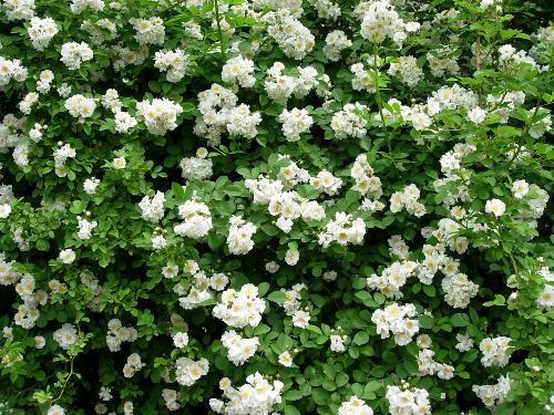 ��������������һ����Ⱦ