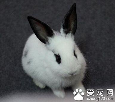 ��è����ô�� ���Ӳ��ܳ���ֻʳ���߲�