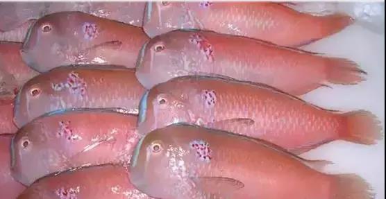 ��ԡ��Իƽ𡱺��Ӹ�������ʮ����㣬����ʶ���֣�