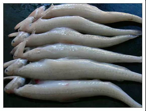 ��ԡ��Իƽ𡱺��Ӹ�������ʮ����㣬����ʶ���֣�