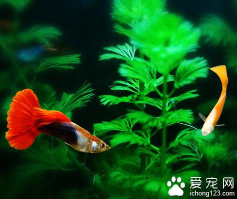 �ճ�����С���ʲô �����Լ������ι