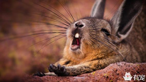 ��è��ʲô����