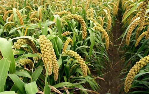 ������ʲô����С����