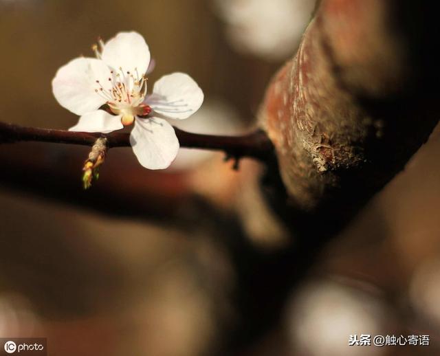 ��Ψ�����ӡ�һ·ʧȥ��һ·ӵ��