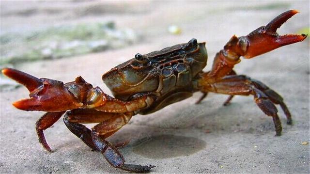 �з���ܳԵ�4����λ���ܶ��˶���֪�����ɲ�Ҫ�ٳԴ���