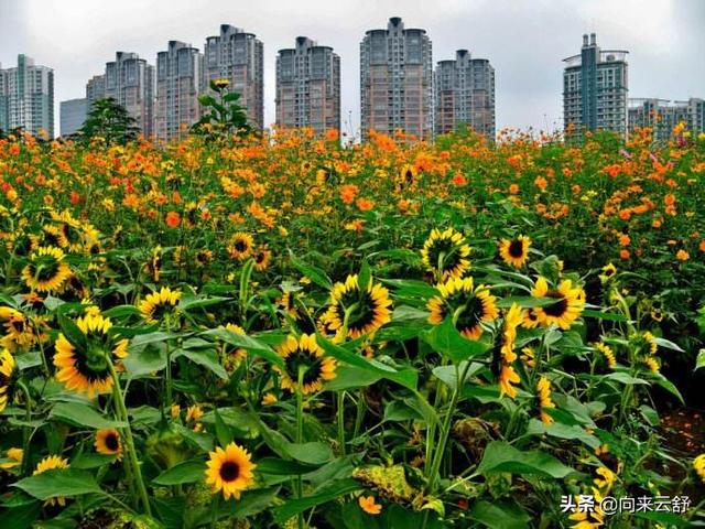 2019�Ϻ����͹�԰��������ô����