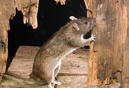 ���ĺ��е��ĺ���ָ������?