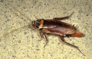 ���ĺ��е��ĺ���ָ������?