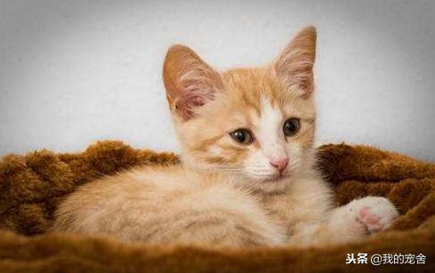 ��֪��èϲ�����㣬���󲿷ֲ�֪��èΪʲôϲ������