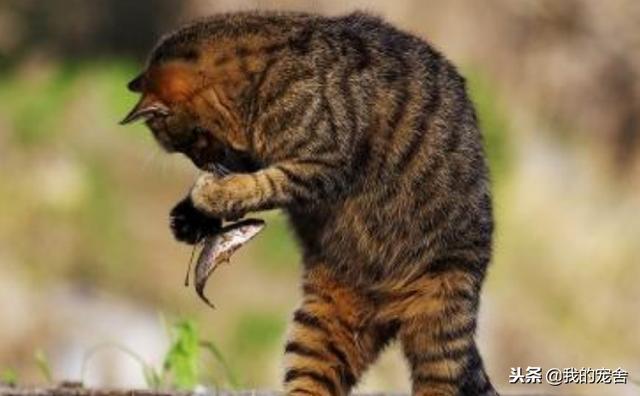 ��֪��èϲ�����㣬���󲿷ֲ�֪��èΪʲôϲ������