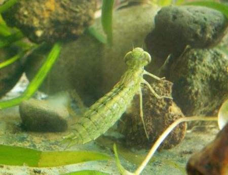 ���ѳ�ʲô��