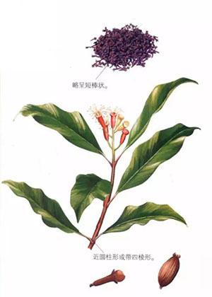 ���㻨��ҩ�ö�����ͬһ��ֲ����