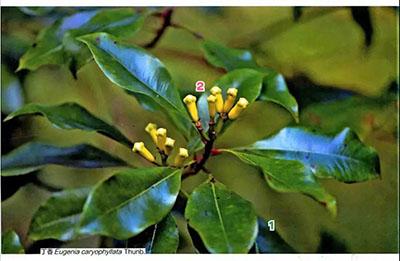 ���㻨��ҩ�ö�����ͬһ��ֲ����