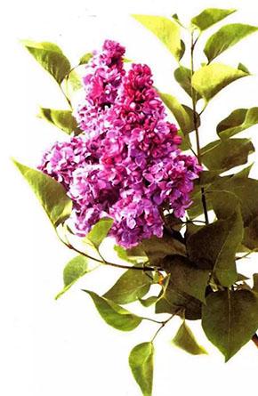 ���㻨��ҩ�ö�����ͬһ��ֲ����