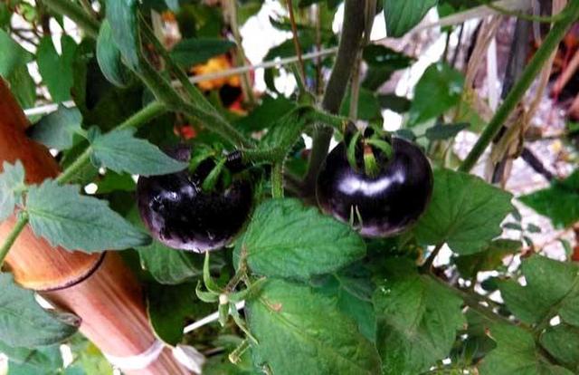 ũ��ҵ�¸���ֲ����Ŀ��һ�����ӳɱ�2Ԫ��ÿĶ����12��