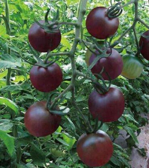 ũ��ҵ�¸���ֲ����Ŀ��һ�����ӳɱ�2Ԫ��ÿĶ����12��