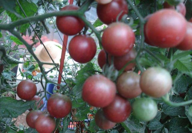 ũ��ҵ�¸���ֲ����Ŀ��һ�����ӳɱ�2Ԫ��ÿĶ����12��