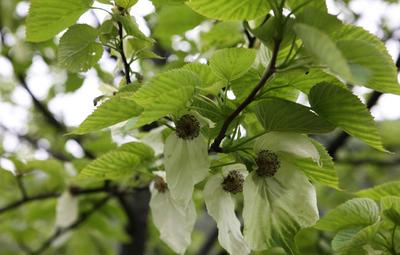 �ִ�ֲ��ʯ��ʲô���𰸾�Ȼ�����ӡ���