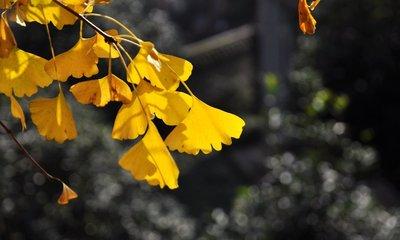 �ִ�ֲ��ʯ��ʲô���𰸾�Ȼ�����ӡ���