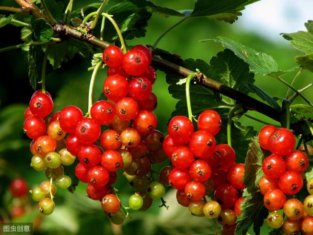 �������Ľ��ɣ�������Ѫ��Խ��Խ��