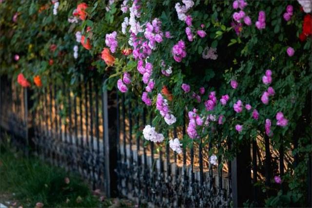 ݱ���Ǹ�ʲô������������ݱ��ʫ��